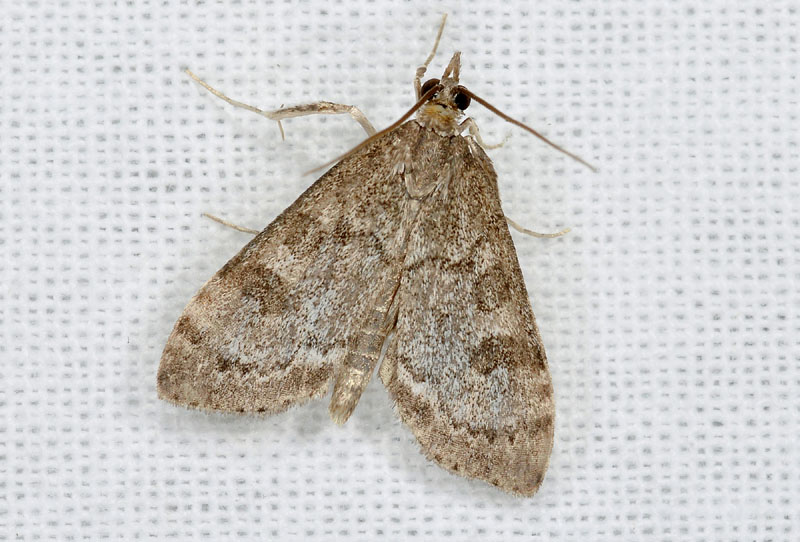 Crambidae - Udea cyanalis